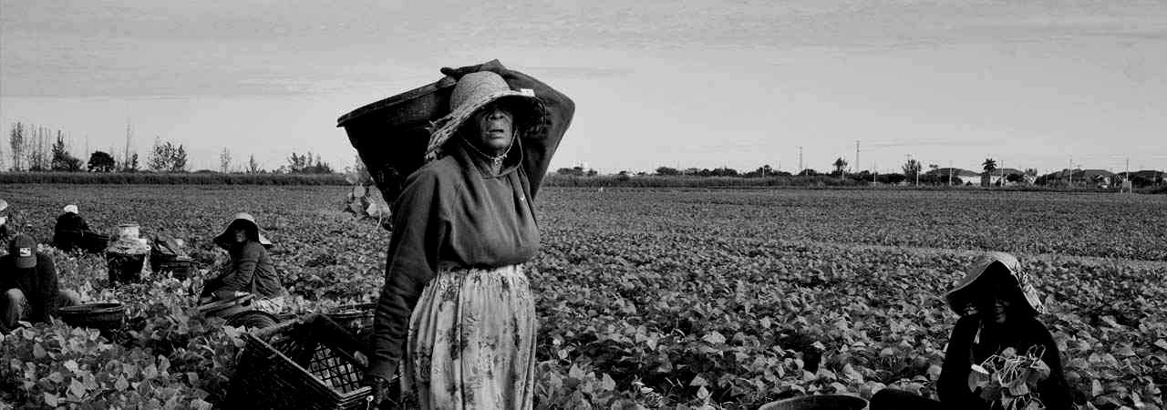 Farm workers in the Field