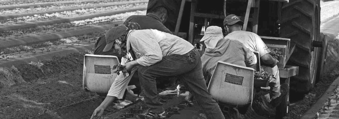 Farm workers in the field